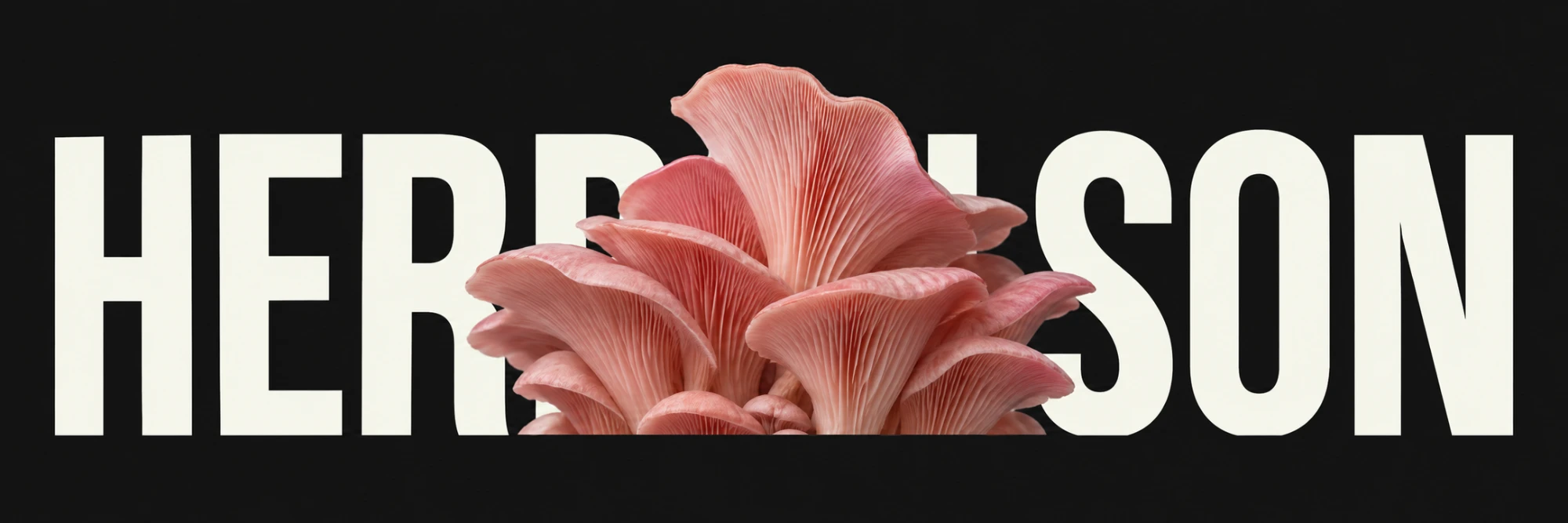 Herbalson — pink oyster mushroom