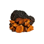 Chaga