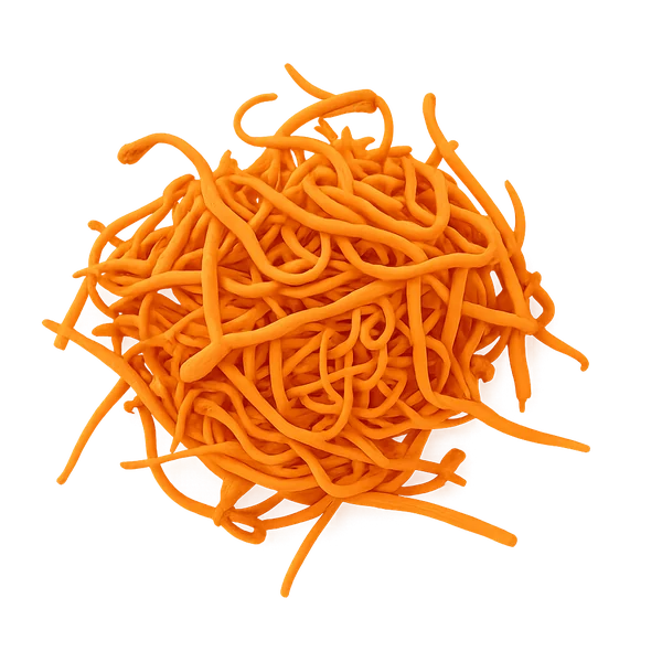 Cordyceps