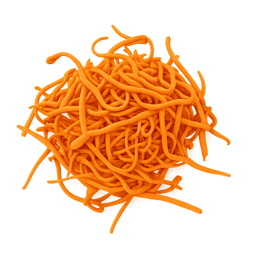 Cordyceps