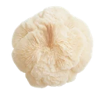 Lion's Mane