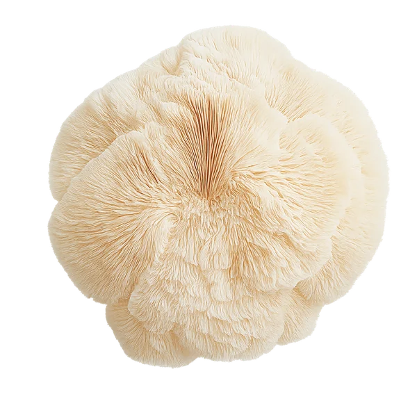 Lion's Mane
