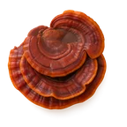 Reishi