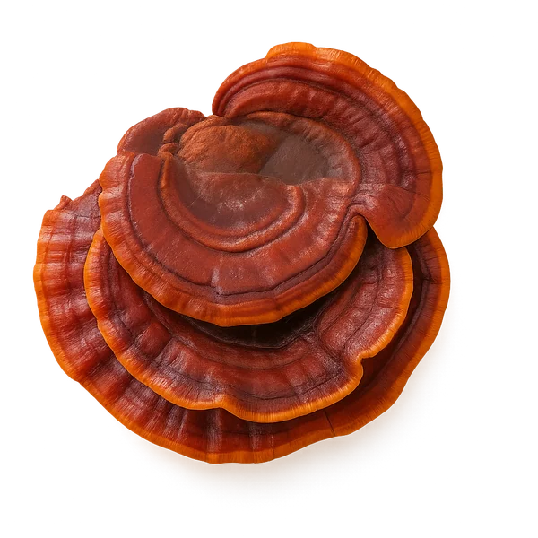 Reishi