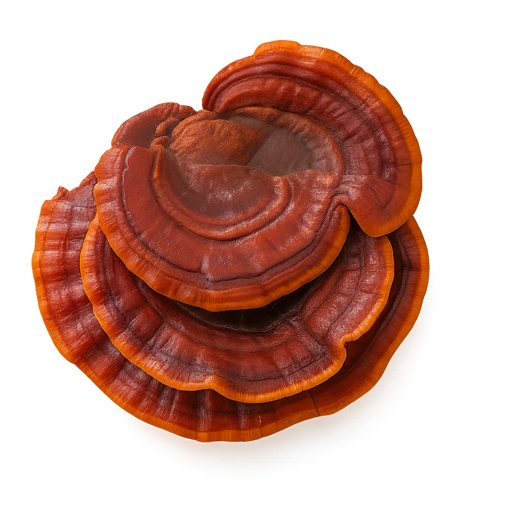 Reishi