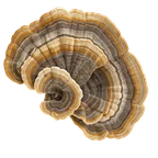Turkey Tail
