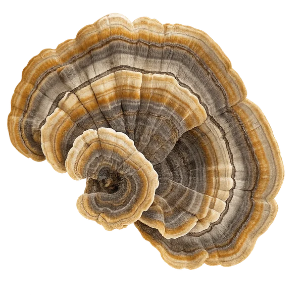 Turkey Tail