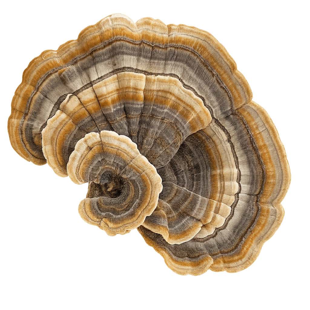 Turkey Tail