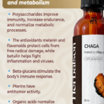 Chaga mushroom extract properties and how it works infographic