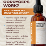 How Cordyceps Militaris liquid extract works infographic