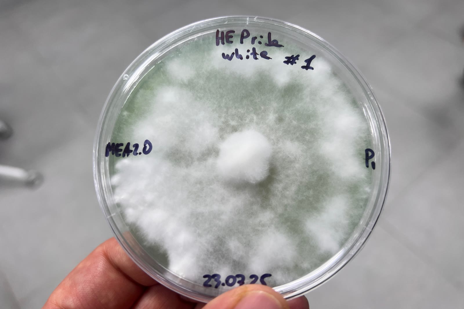 Petri dish with a Lion's Mane culture, labelled by hand